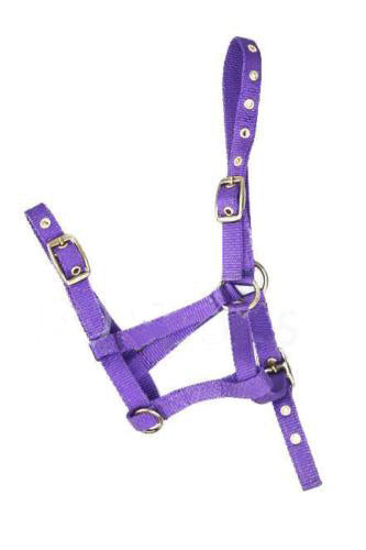 Nylon Mini Foal Slip & Foal Head Collars Purple