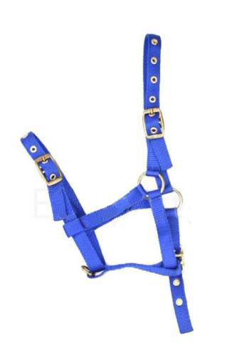 Nylon Mini Foal Slip & Foal Head Collars Royal Blue