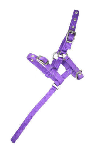 Nylon Mini Foal Slip & Foal Head Collars Purple